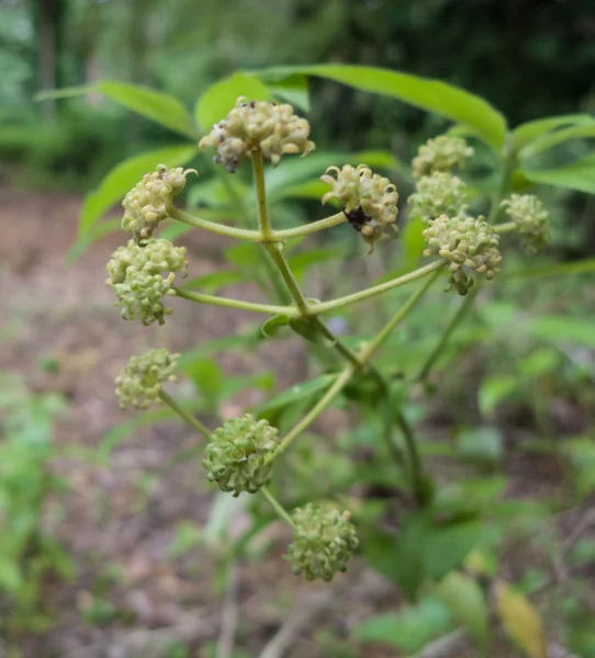 küçük vahşi bitki