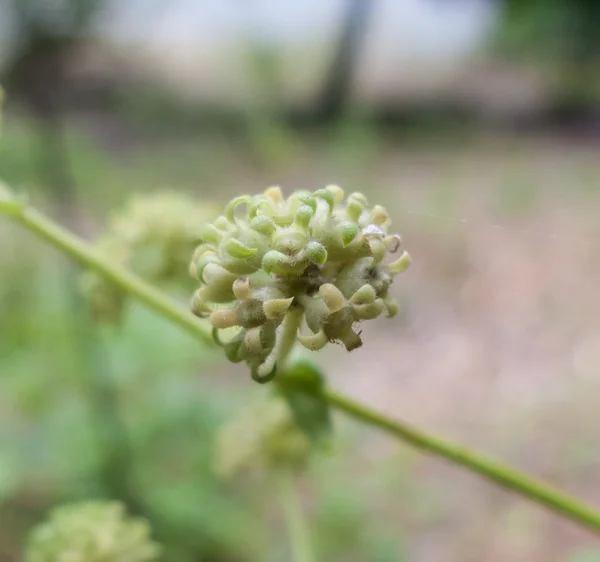 Tatlı küçük yabani bitki