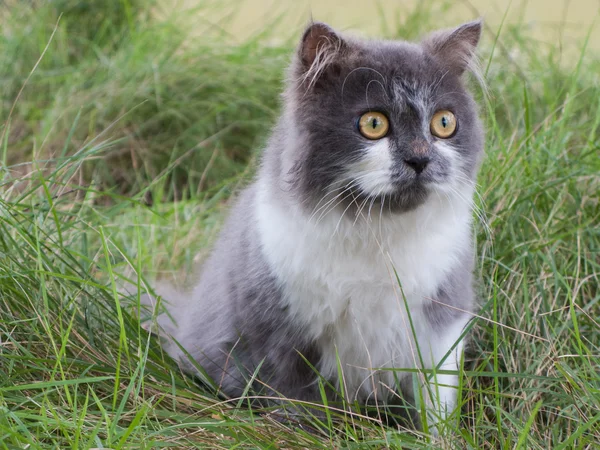 Farsça kedi yeşil bahçesinde oturup
