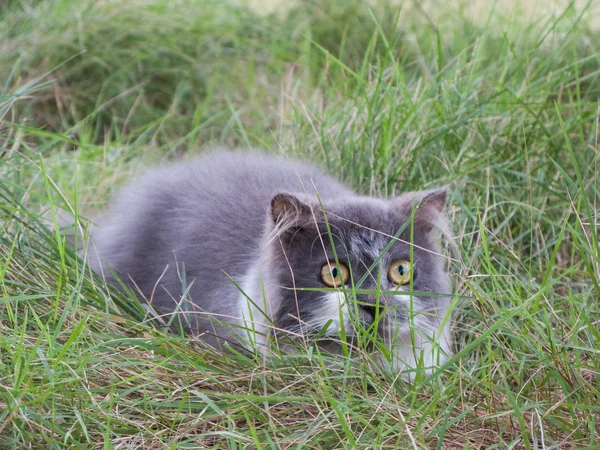 Persisk katt lek kurragömma i grön gård — Stockfoto