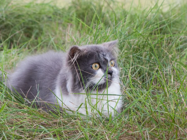 Persan chaton assis dans la cour verte — Photo