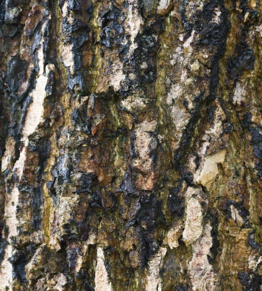 Duivel boom schors textuur — Stockfoto