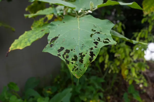 yaprak böcek tarafından ısırıldı