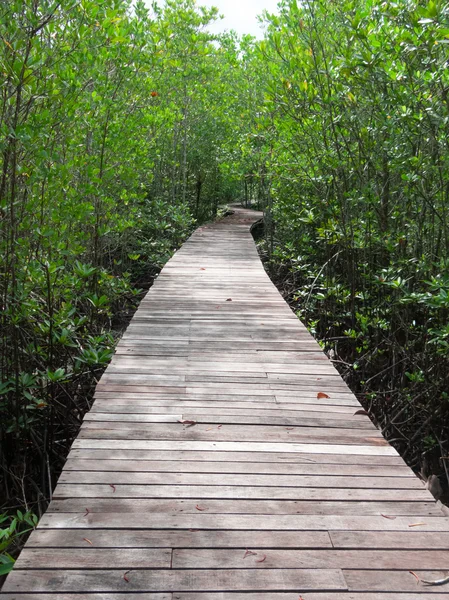 Passeio a pé na floresta de mangue — Fotografia de Stock