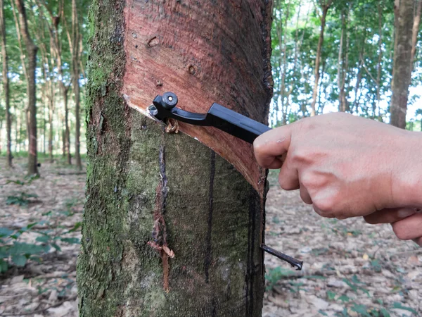 kauçuk ağacı dokunarak