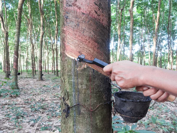 kauçuk ağacı dokunarak