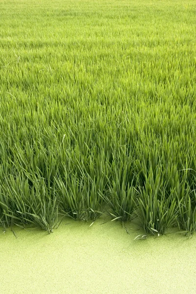 Cultivo de arroz — Foto de Stock