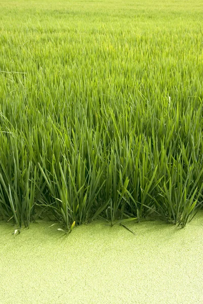 Rice crop — Stock Photo, Image