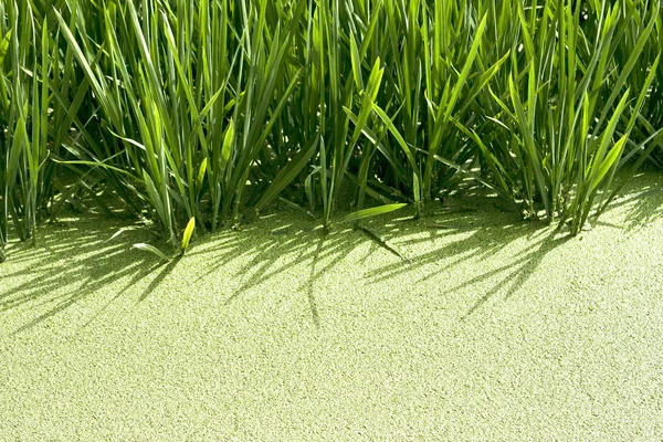 Rice crop — Stock Photo, Image