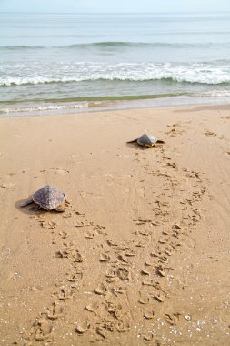 Caretta Deniz kaplumbağaları