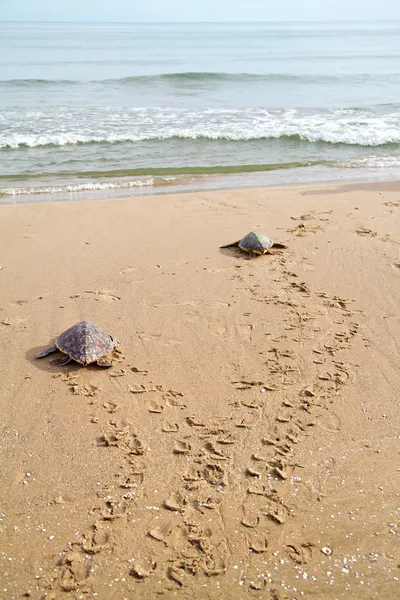 Caretta Deniz kaplumbağaları — Stok fotoğraf