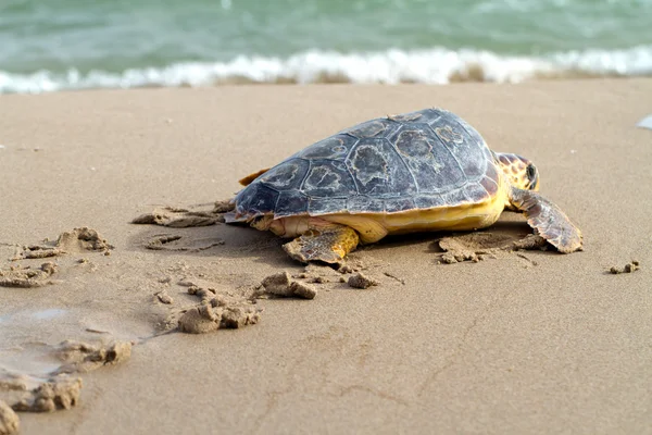 Tortue caouanne — Photo