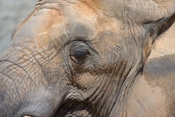 Tête d'éléphant — Photo