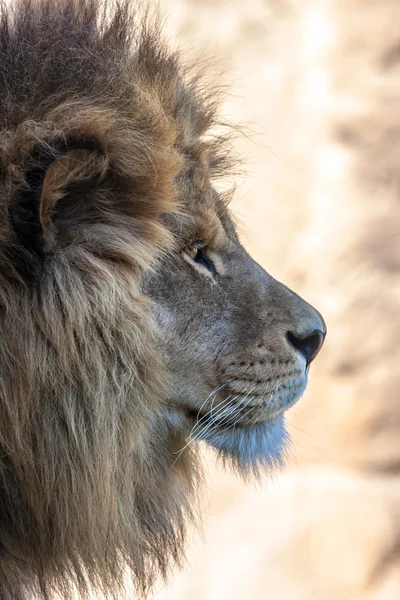 สิงโตโดดเดี่ยว — ภาพถ่ายสต็อก