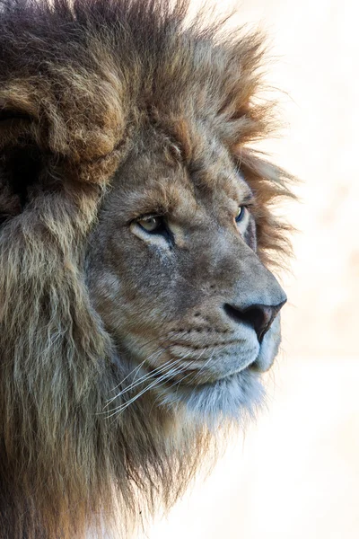 孤立したライオン — ストック写真
