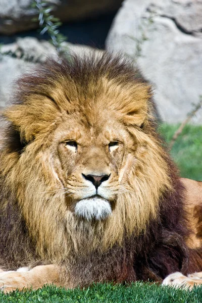 Lion on the grass — Stock Photo, Image