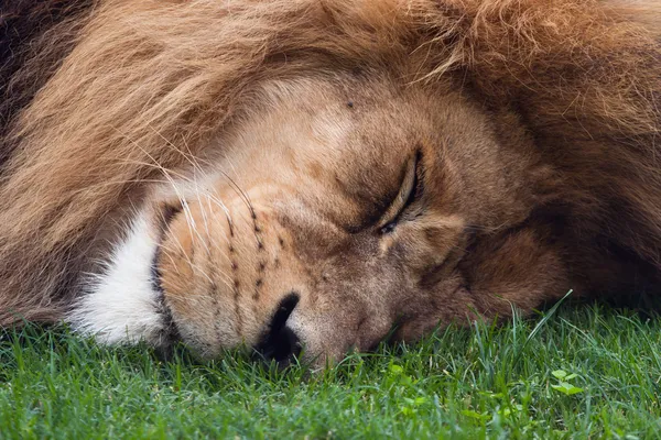 Sleeping lion — Stock Photo, Image