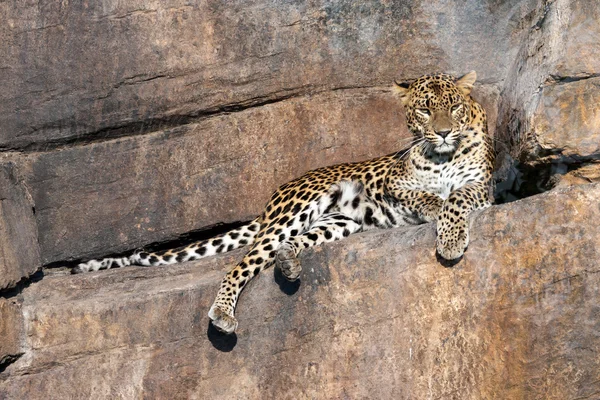 Leopard beristirahat di atas batu — Stok Foto