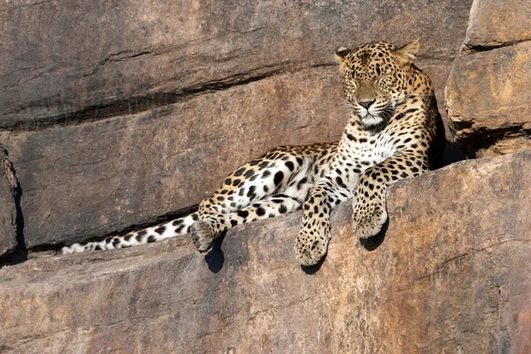 Leopard se odihnește pe o stâncă — Fotografie, imagine de stoc