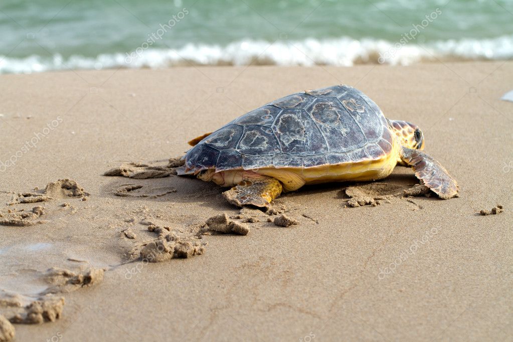 Loggerhead Sea Turtle Stock Photo by 18483483