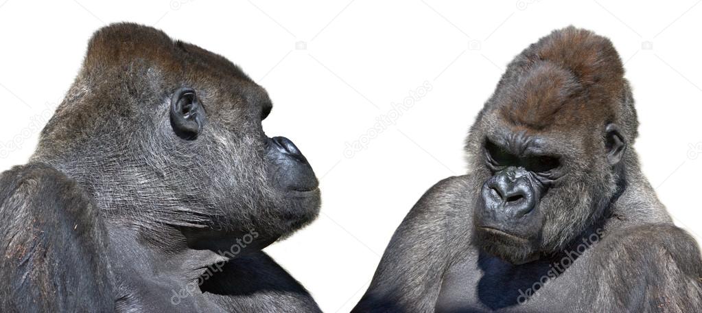 Two gorilla looking face to face