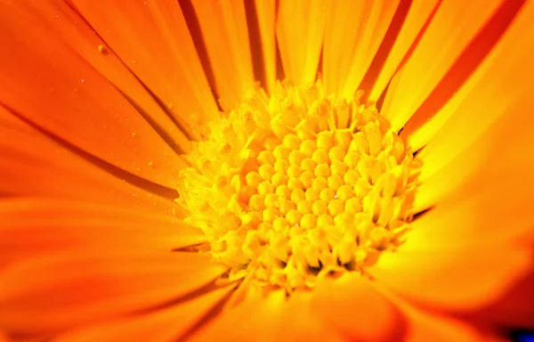 Close-up of Golden Flower — Stock Photo, Image