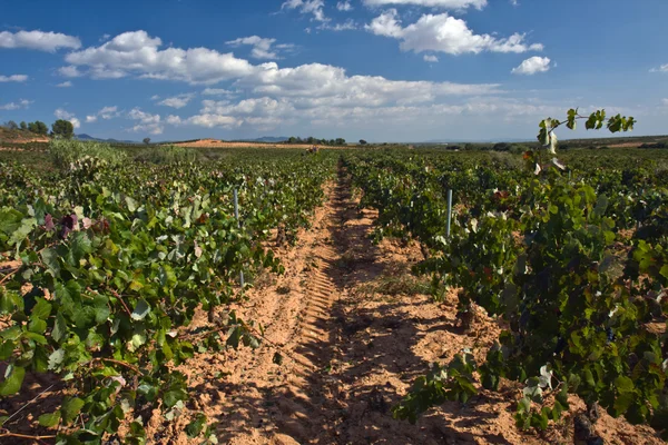 Weinbergfeld — Stockfoto