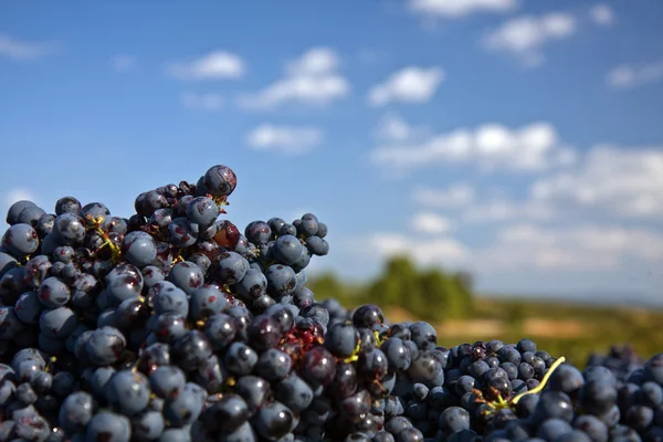 Uvas recolectadas en Utiel Town — Foto de Stock