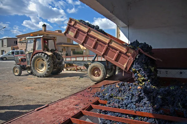 Tractor con uvas recogidas — Foto de Stock