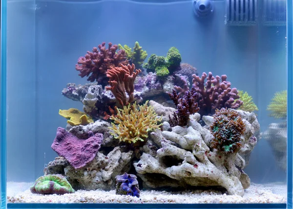 Aquarium impressionnant — Photo