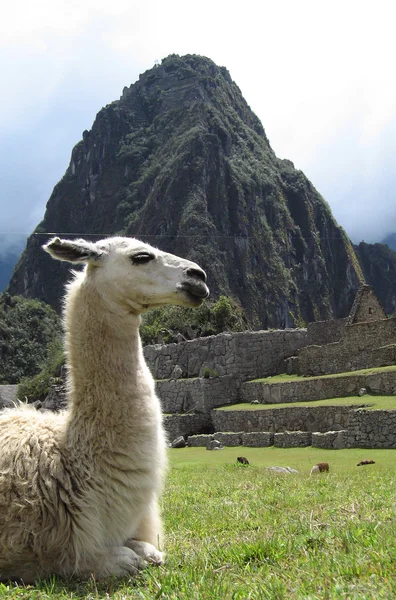 Llama en Perú — Foto de Stock