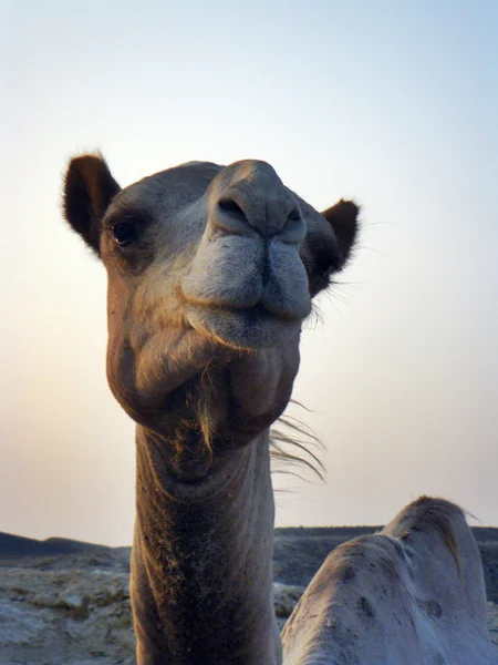 Kamel porträtt — Stockfoto