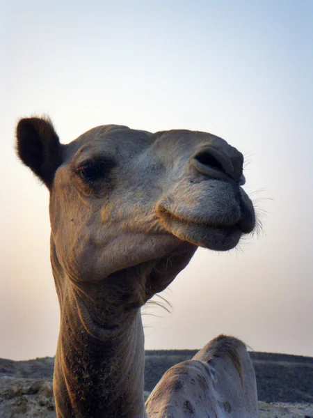 Верблюжий портрет — стоковое фото