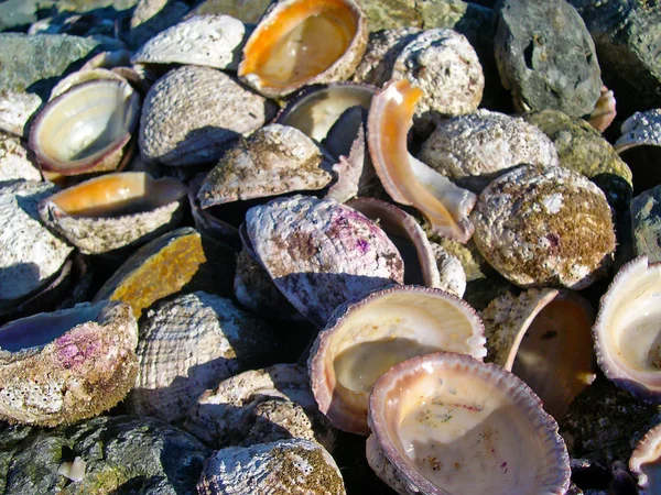 Shells — Stock Photo, Image