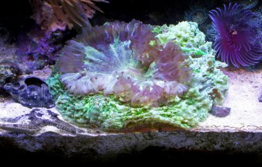 mercan ve deniz yıldızı