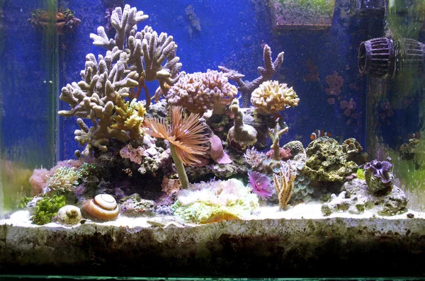 Mořské akvárium — Stock fotografie