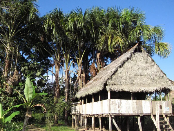 Kupie mieszkanie rainforest Zdjęcia Stockowe bez tantiem