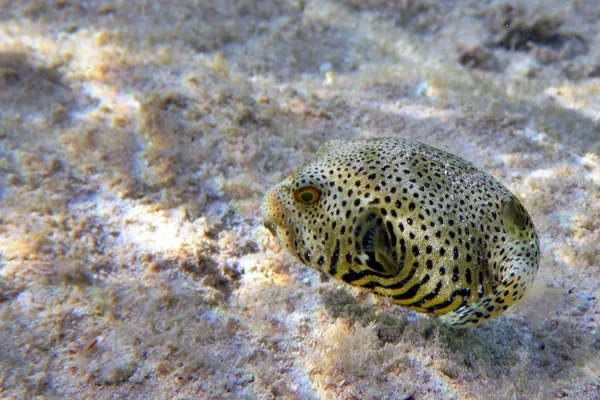 Pufferfish — Stock fotografie