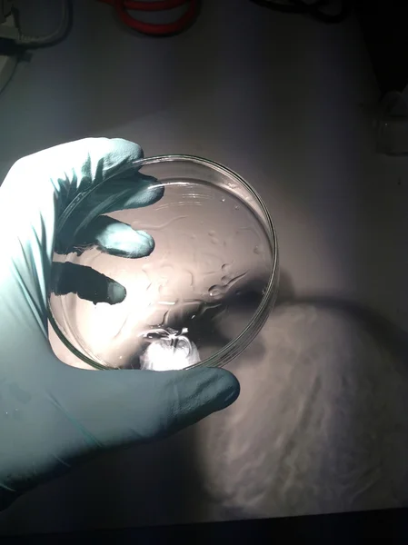 Petri Çanağı — Stok fotoğraf