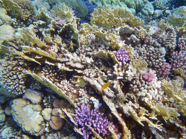 Mercan resif sahne — Stok fotoğraf