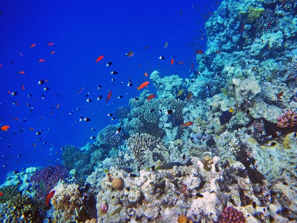 Voller Fische — Stockfoto