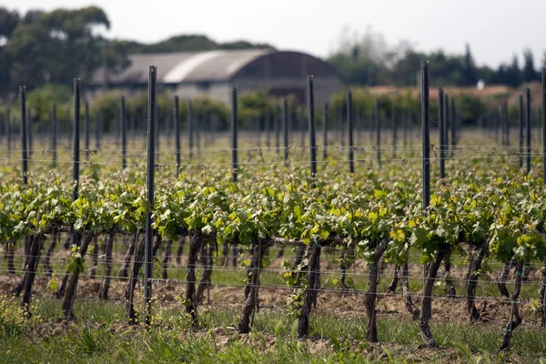 Grapes landscape — Stock Photo, Image