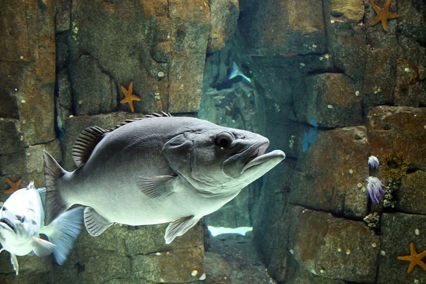 Büyük balık — Stok fotoğraf