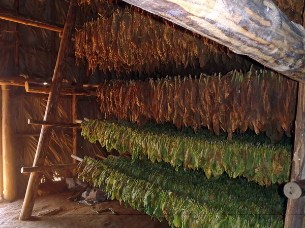 Tobacco leaves drying — Stock Photo, Image