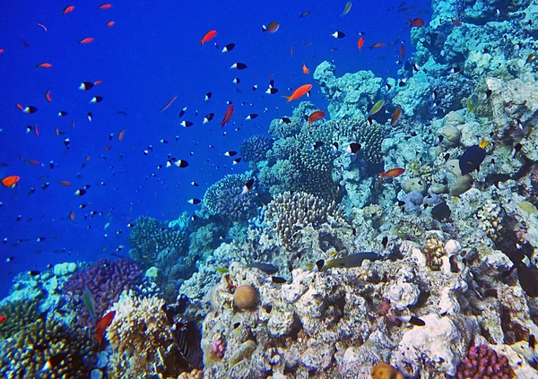 Voller Fische — Stockfoto