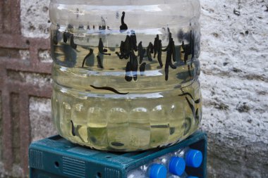 tıbbi sülük satıcı