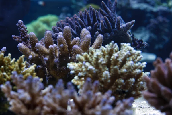 珊瑚现场 — 图库照片