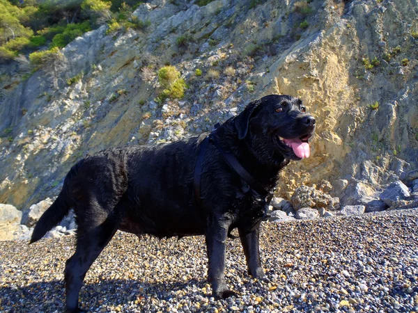 Denizde Labrador geri almak — Stok fotoğraf