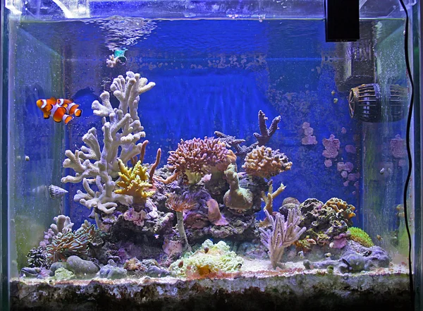 Fish and coral tank