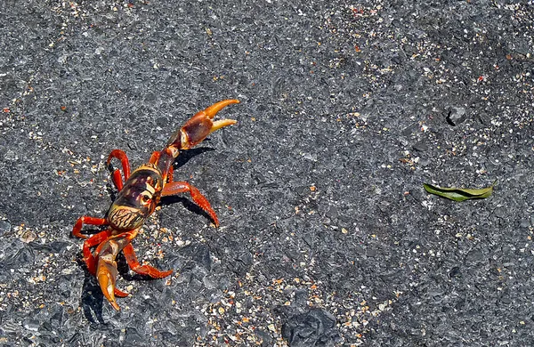 Red crab crossing the street — Stock Photo, Image